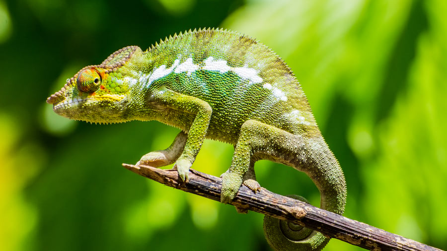 Kamæleon i Madagaskar