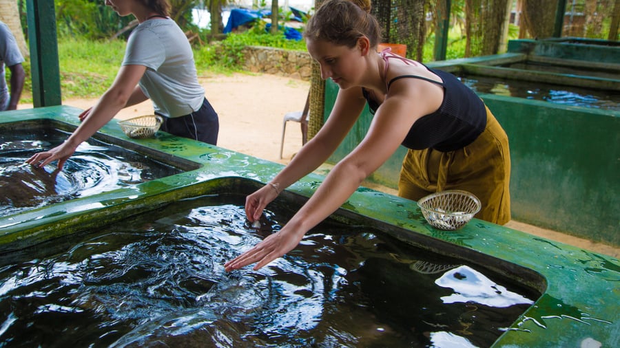 Turtle conservation project