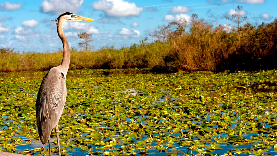 Bird in Florida
