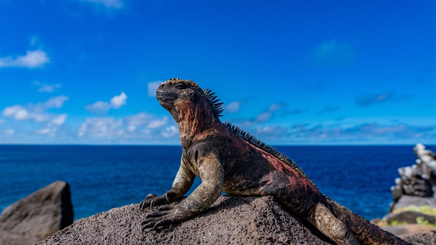 Iguana