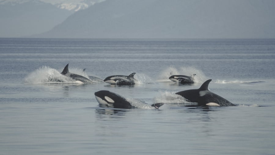 Spækhuggere i Frederick Sound, Alaska