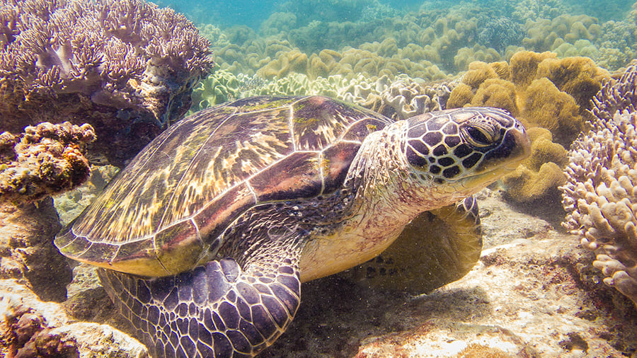 Spot sea turtles when diving or snorkelling
