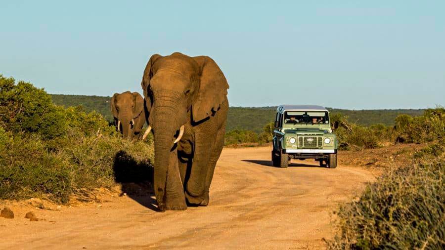Go on a group safari in South Africa 
