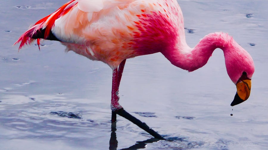 Flamingo in Bolivia