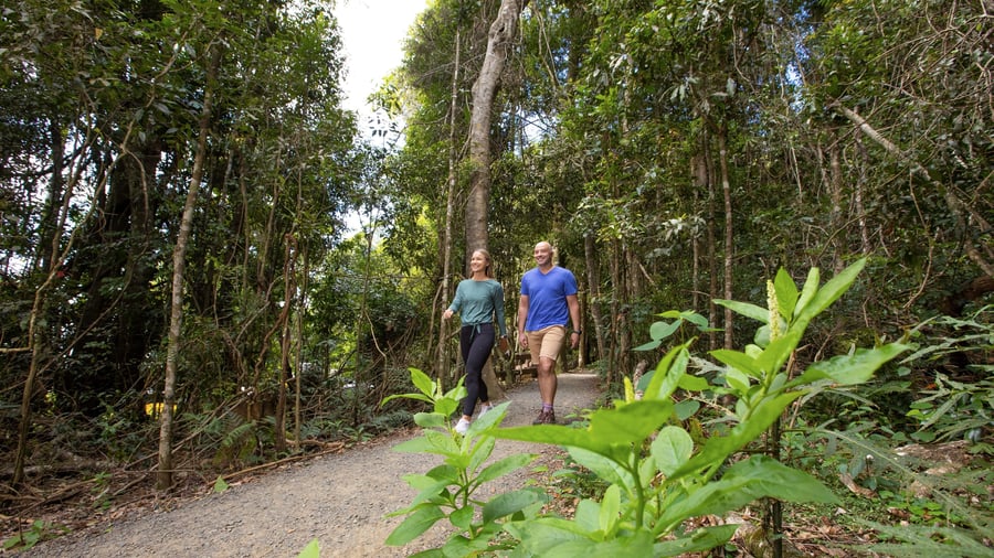 Vandring i Lamington National Park