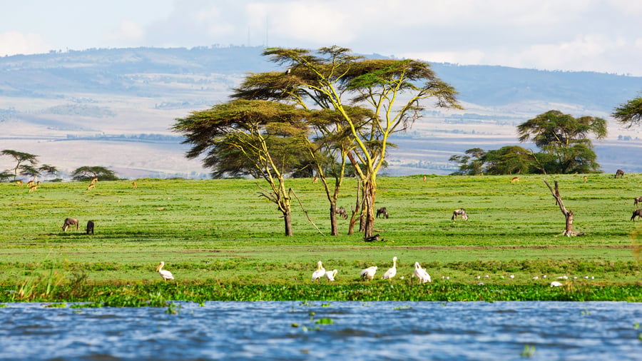 Vandretur på Crescent Island ved Lake Naivasha