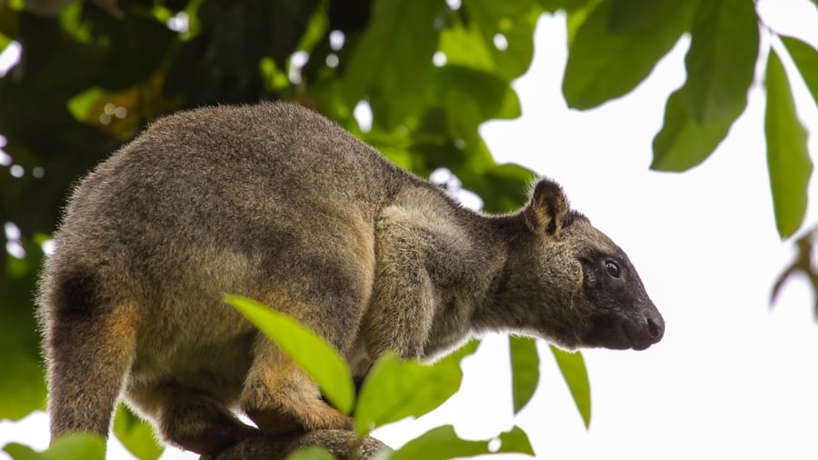 Tre-kenguru klatrer i tre i Atherton Tablelands