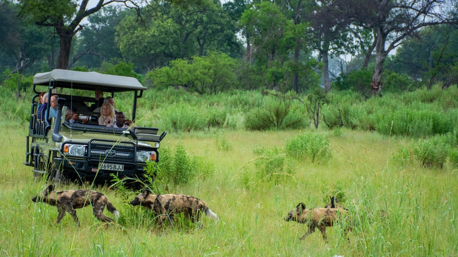 Game drive ved Kwara Camp i Okavango delta