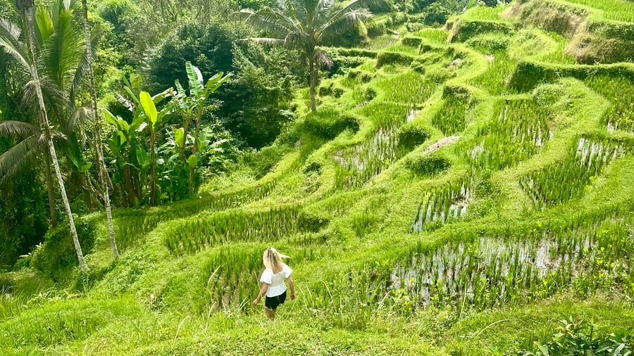 Rice fields in Ubud, Bali