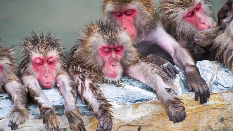 Japanske sneaber slapper af i de naturlige onsen-bade
