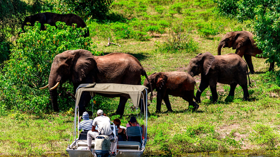 Bådtur på Chobe River i Botswana