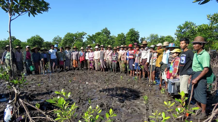 Etablering av mangroveskog i Myanmar