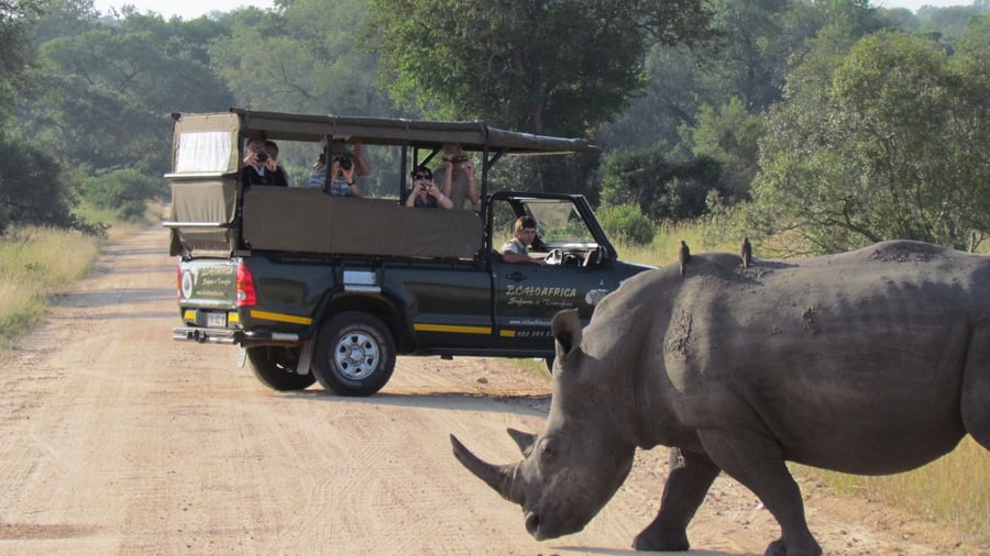 Game Drive i Kruger fra Nkambeni Safari Camp