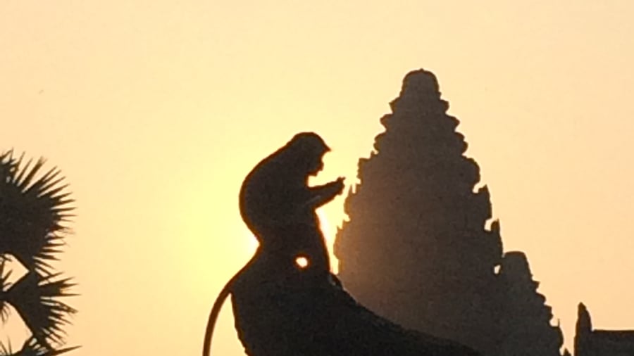 aap