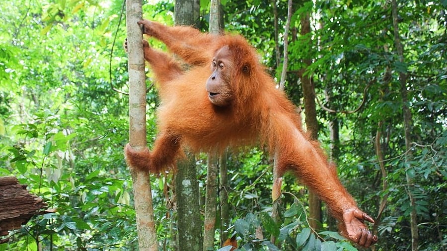 Orangutan climbing in Gunung Leuser National Park