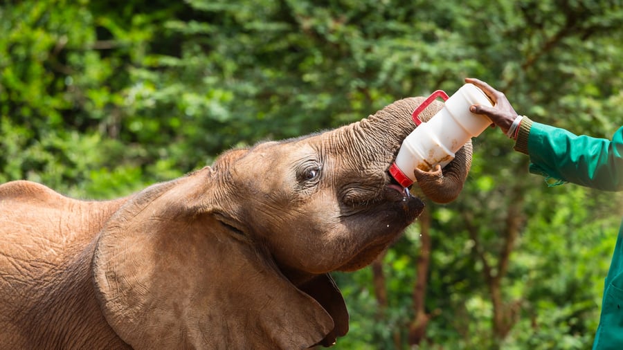 Få inblick i arbetet med att skydda djurlivet