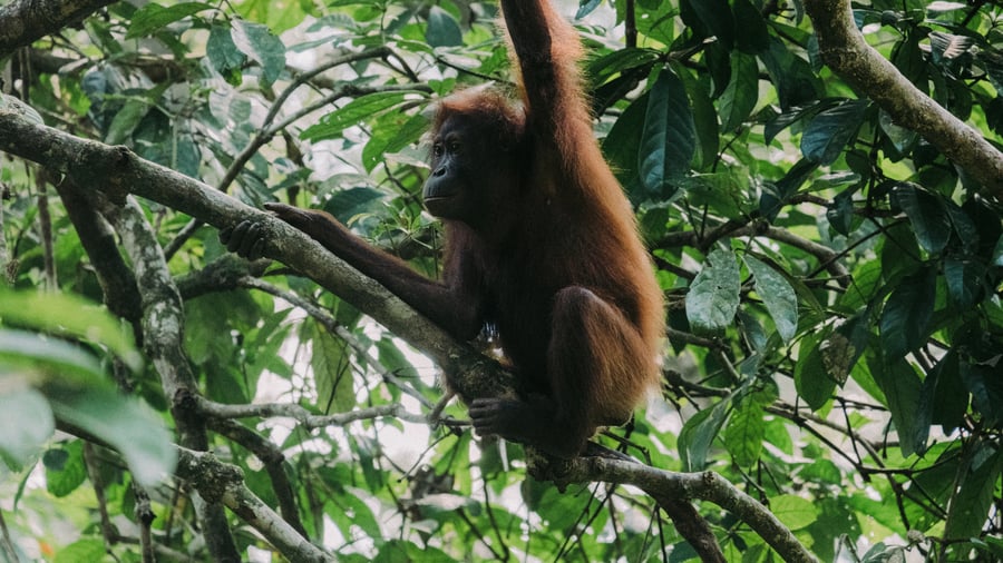 Spot orangutans in Sumatra, Indonesia