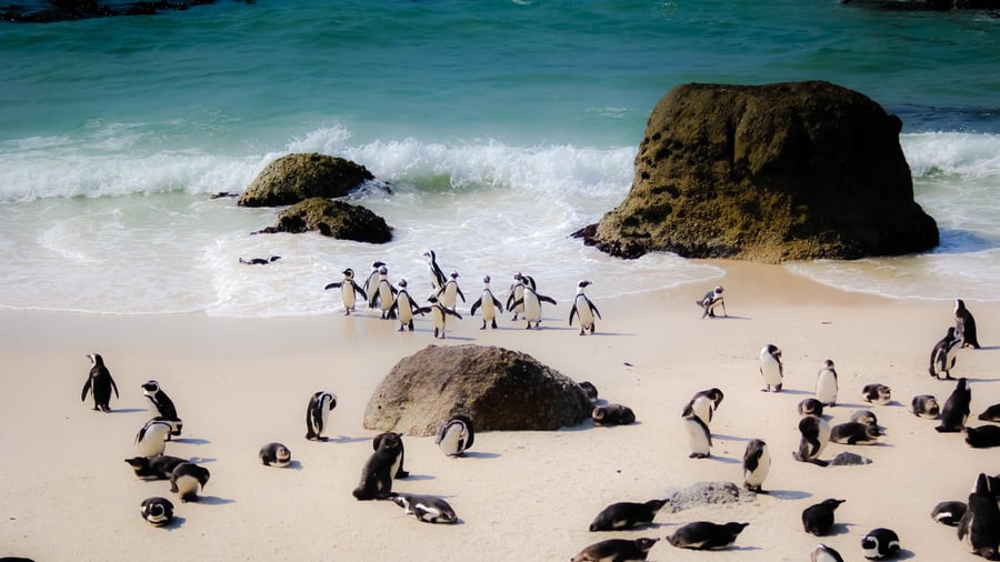 Pingviner på en sandstrand vid Atlantkusten i Sydafrika
