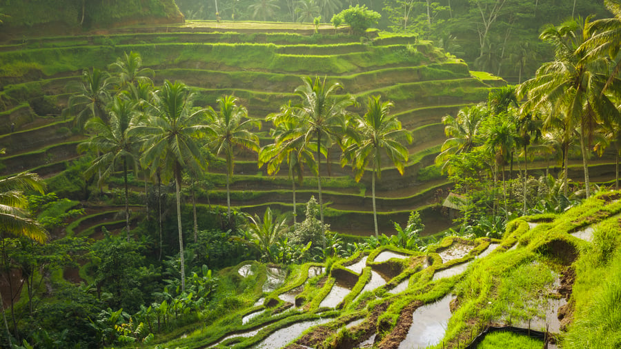 Gröna risterrasser i Tegallalang, Bali