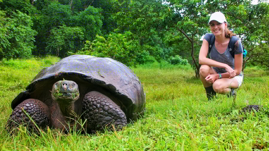 Galapagos skildpadde på Santa Cruz