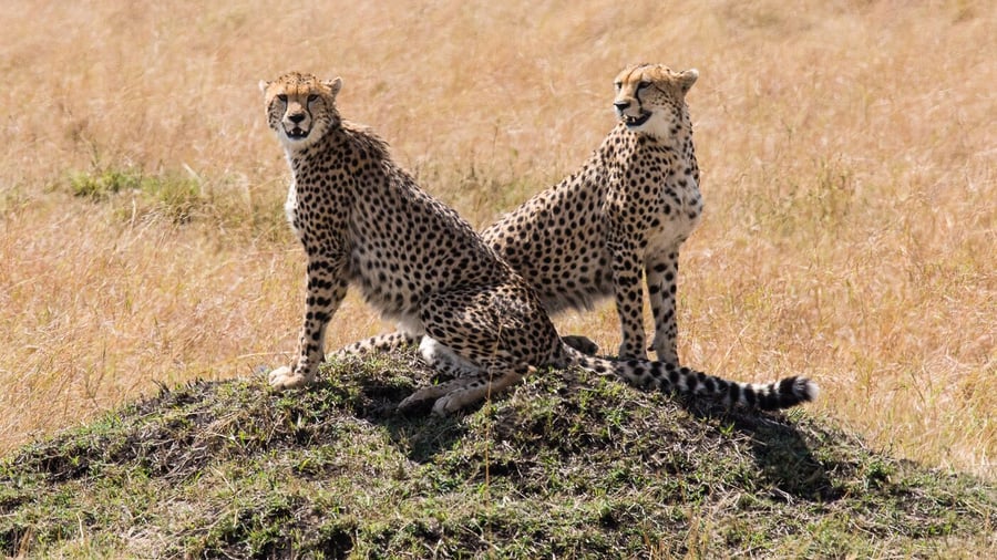 Geparder i Masai Mara i Kenya