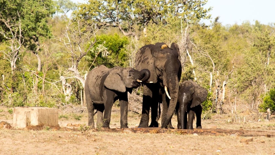 Family of elephants in Kruger National Park