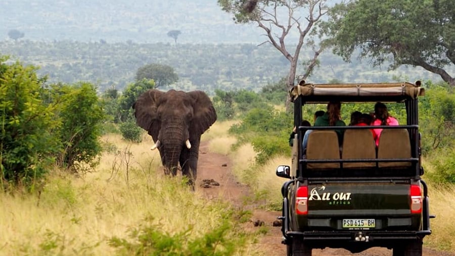Elefant i Kruger nasjonalpark