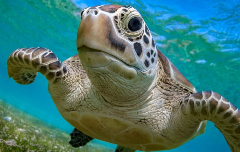 Marine Conservation i Filippinerna.