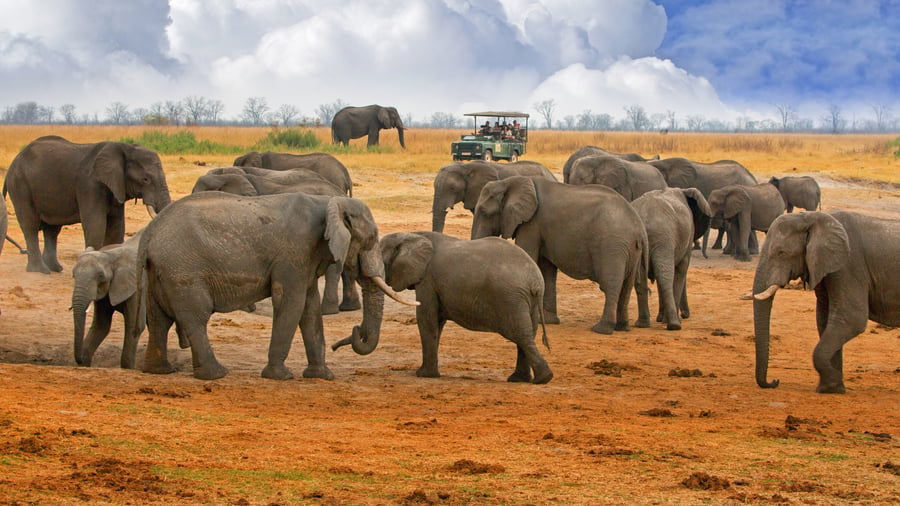 Hwange National Park i Zimbabwe