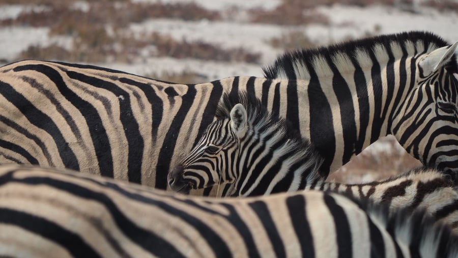 Zebras near in Etosha National Park
