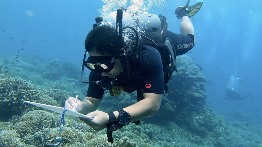 Spend your days diving when volunteering