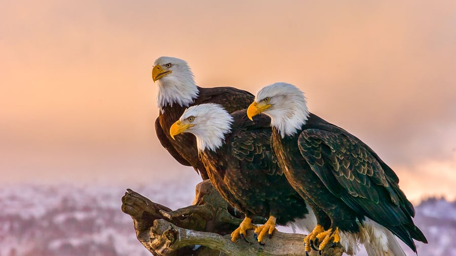 Hvidhovedede havørne på Kenai halvøen i Alaska