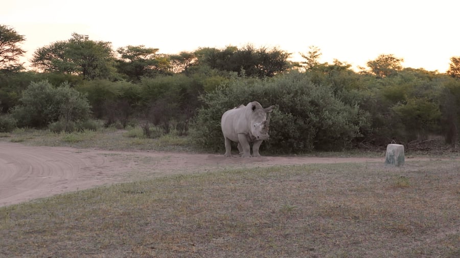 Spotted the rare white rhino!