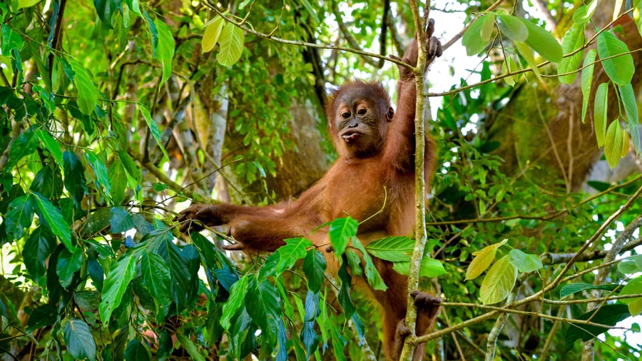 Orangutang i Gunung Leuser National Park