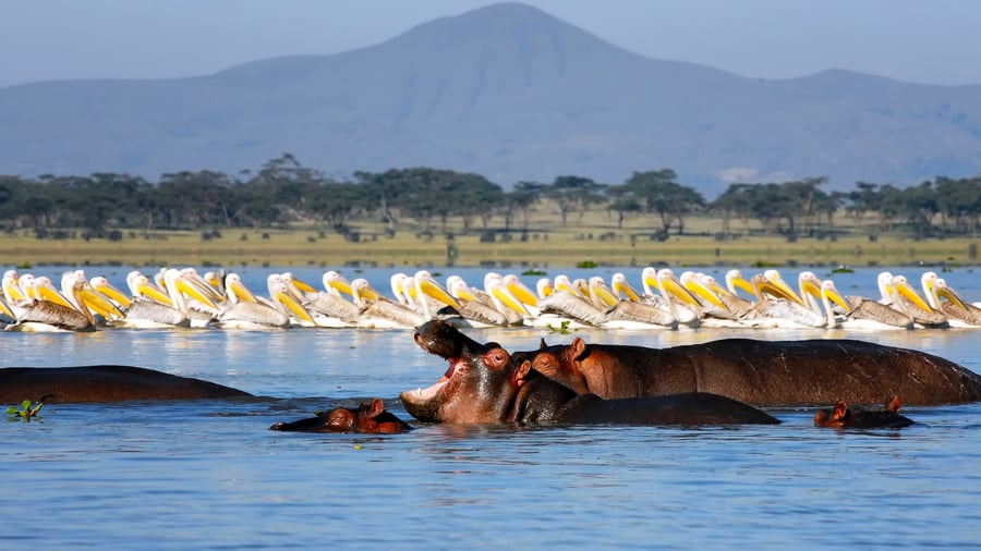 Hippo and birds in water in Kenya