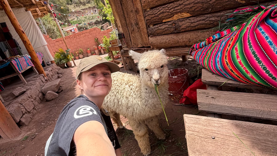 Klappa lamma í Perú