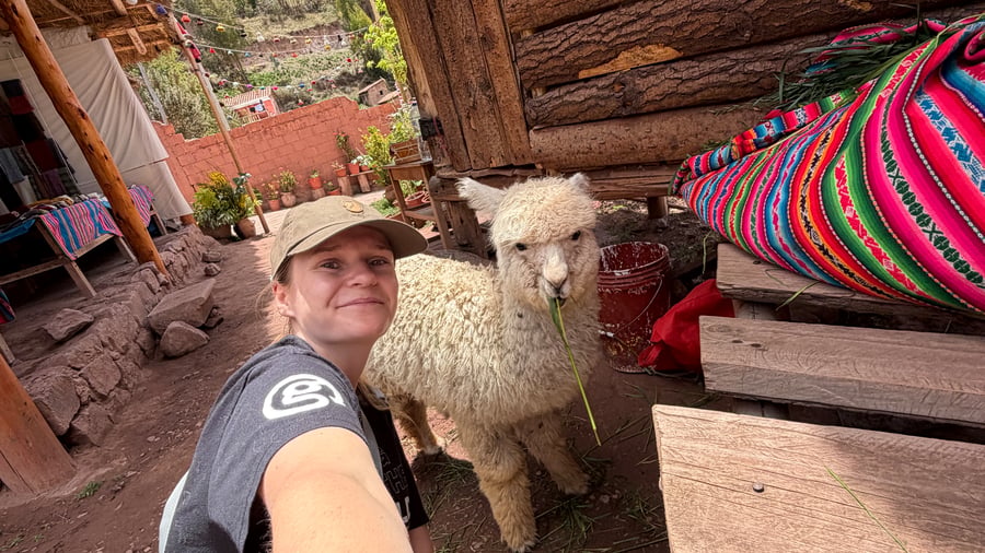 Pet a llama in Peru