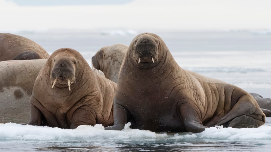 Hvalrosser på Svalbard