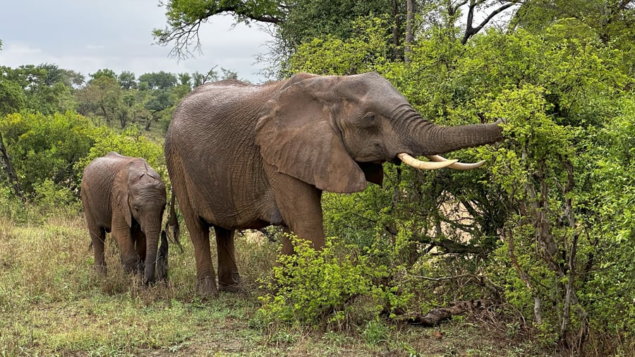 Elephants in Kruger National Park, South Africa