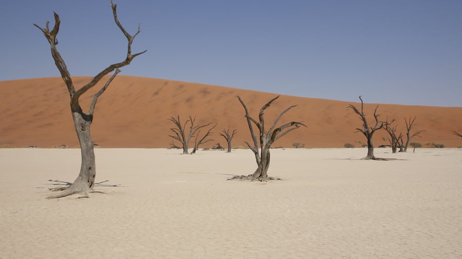 The dead trees of Deadvlei