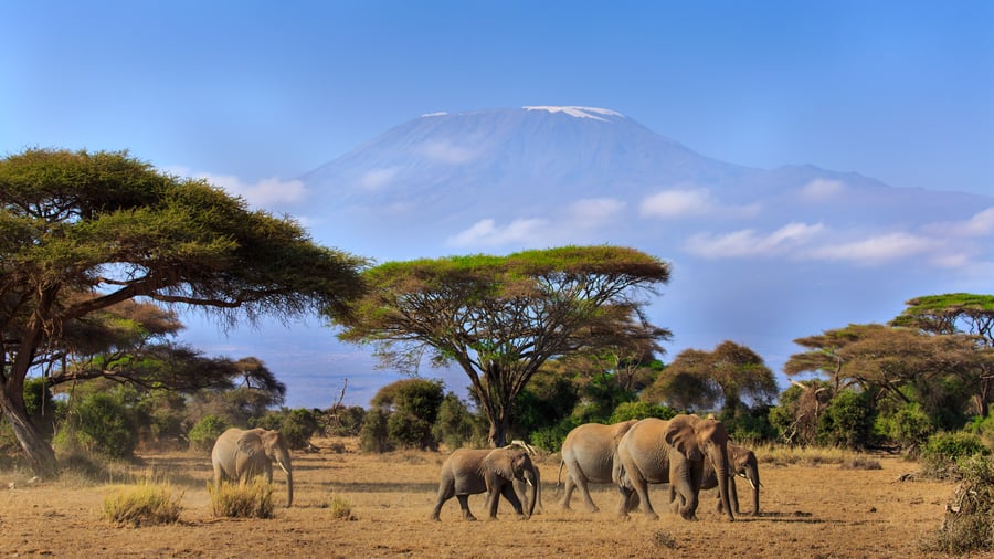 Elefanter i Amboseli med udsigt til Kilimanjaro