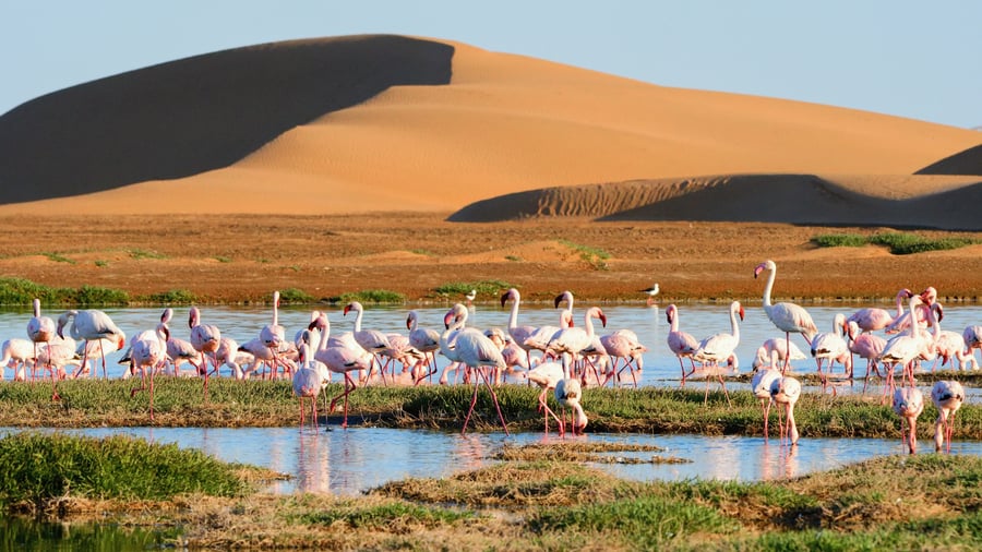 Flamingoer og sanddyner i Walvis Bay