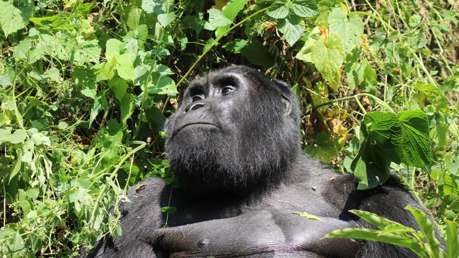 Gorilla in Uganda