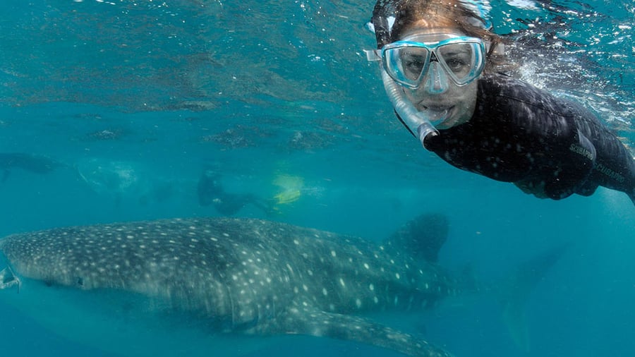 Swimming with whale sharks
