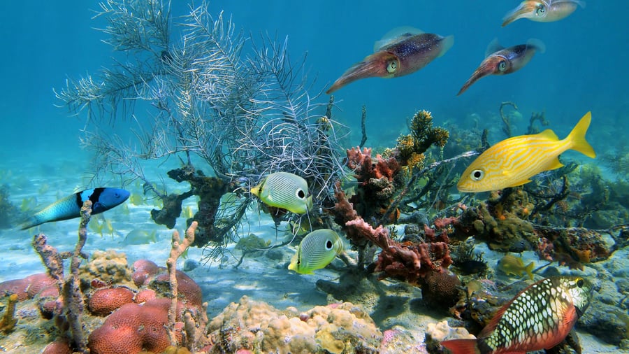 Snorkeling ved Roatan i Honduras