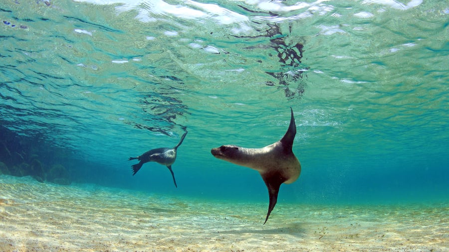Sea lions in Galapagos, Ecuador