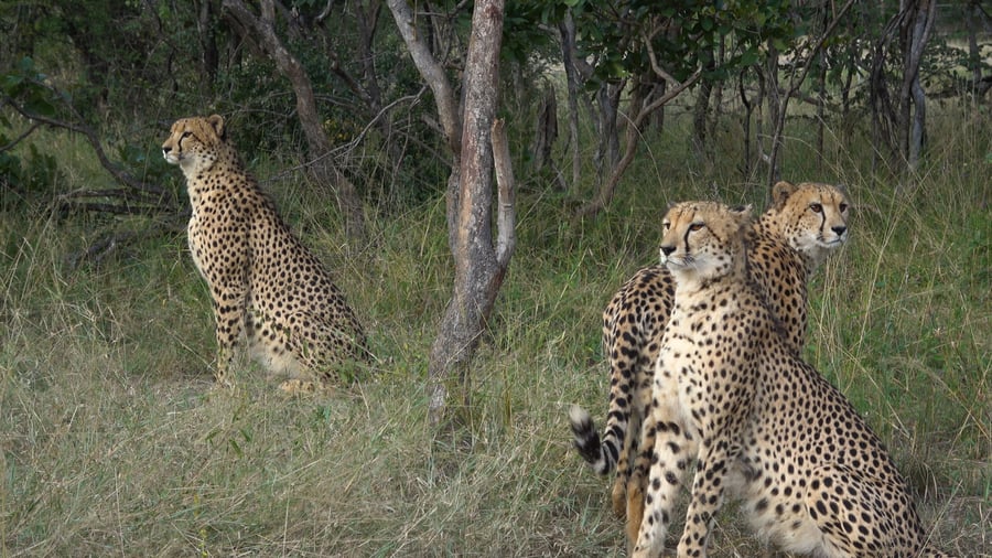 Leoparder i Karongwe Game Reserve
