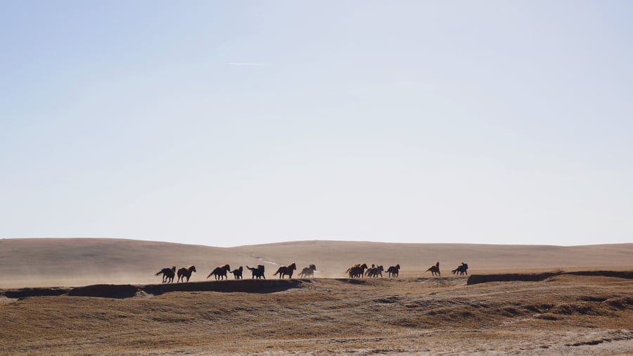 Explore the enormous steppes of Mongolia