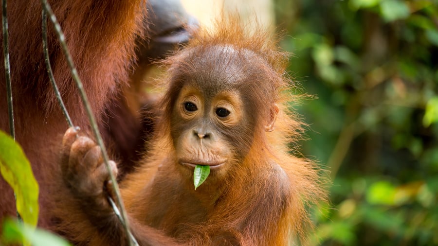 Bornoe is one of the best places to see orangutans