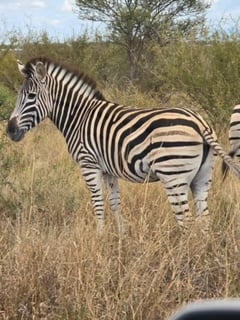 En zebra på nära håll